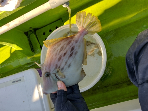 カワハギの釣果