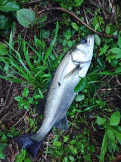 セイゴ（マルスズキ）の釣果