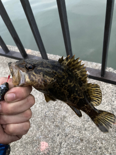 タケノコメバルの釣果