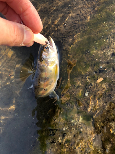 ヤマメの釣果