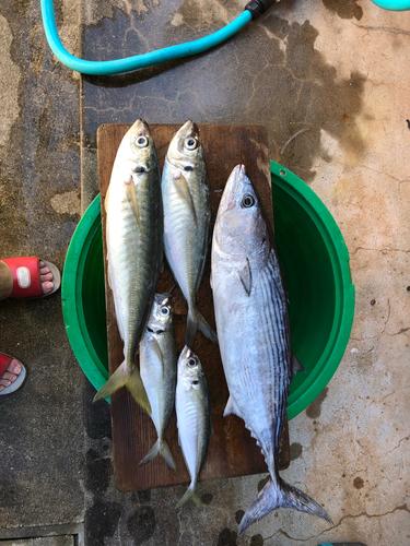 ハガツオの釣果