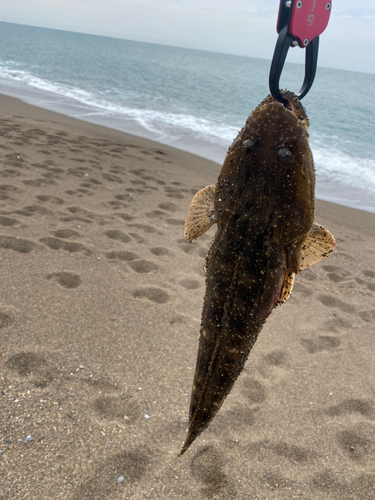 マゴチの釣果