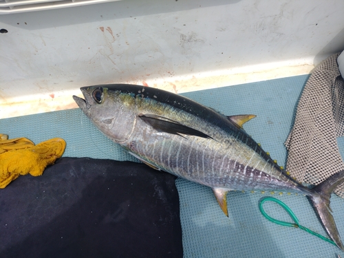 キハダマグロの釣果