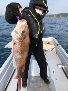 マダイの釣果