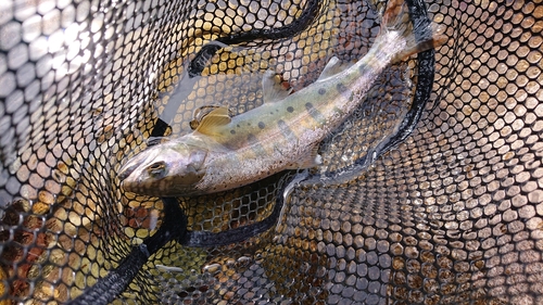 ヤマメの釣果