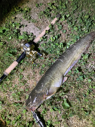 ナマズの釣果