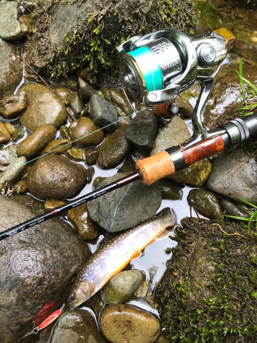 イワナの釣果