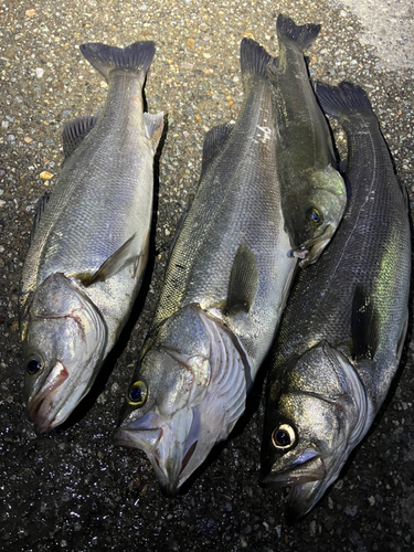 シーバスの釣果