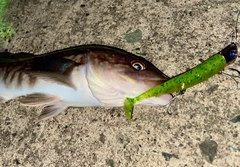 ホッケの釣果