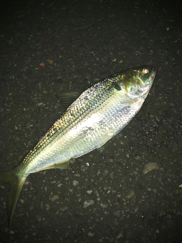 コノシロの釣果