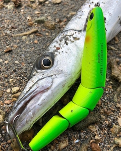 オニカマスの釣果