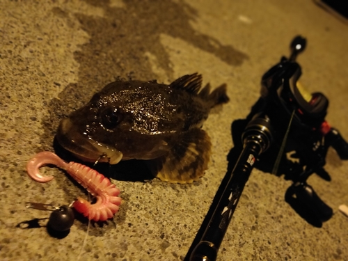 カジカの釣果