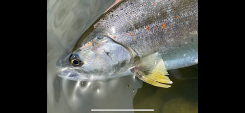 サツキマスの釣果