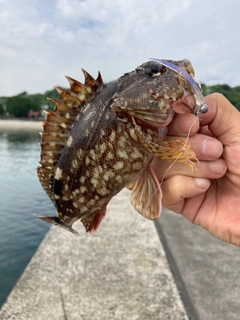 アラカブの釣果