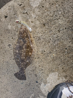 ソゲの釣果