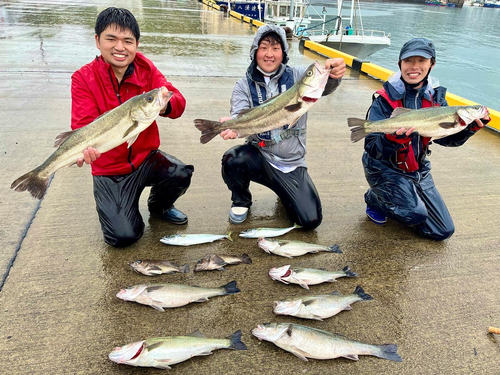 シーバスの釣果