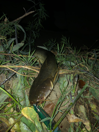 ナマズの釣果