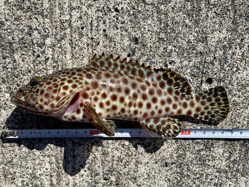 ヒトミハタの釣果