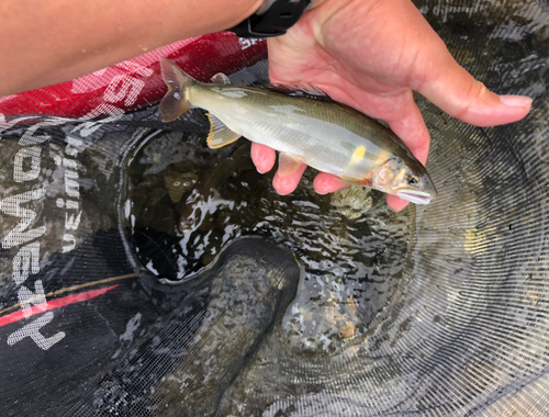 アユの釣果