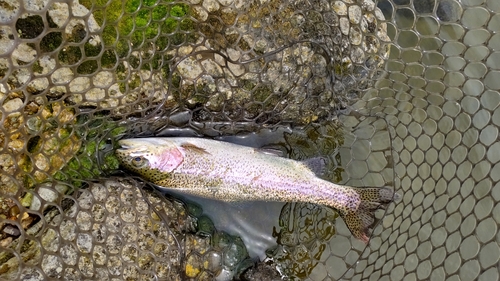 ニジマスの釣果