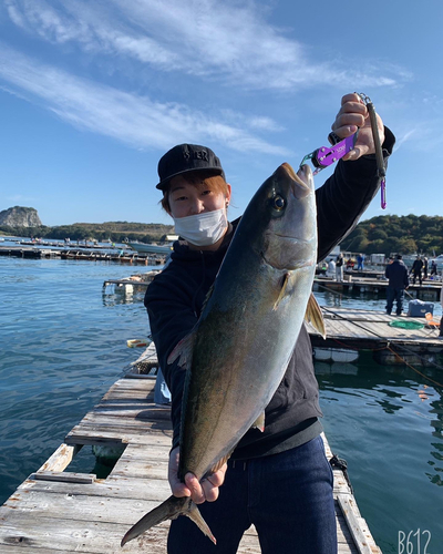 ハマチの釣果