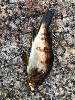 シロメバルの釣果