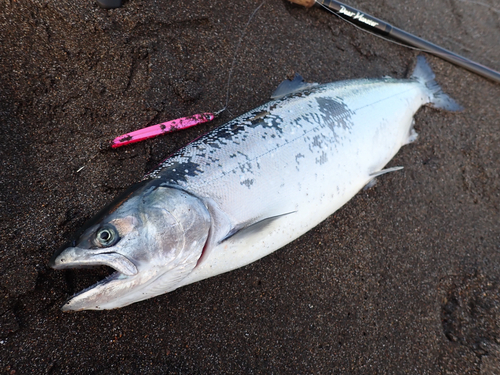 サクラマスの釣果