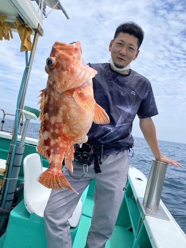 アラカブの釣果