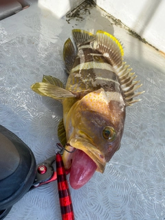 アオハタの釣果