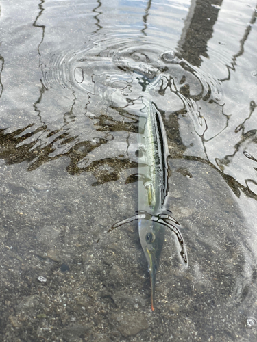 サヨリの釣果