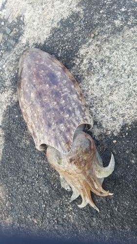 コウイカの釣果