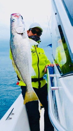 オオニベの釣果