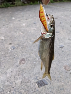 ケタバスの釣果