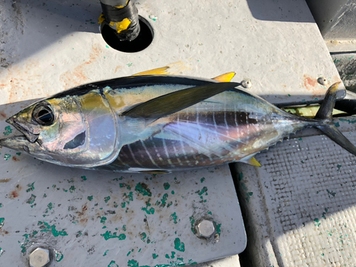 キハダマグロの釣果