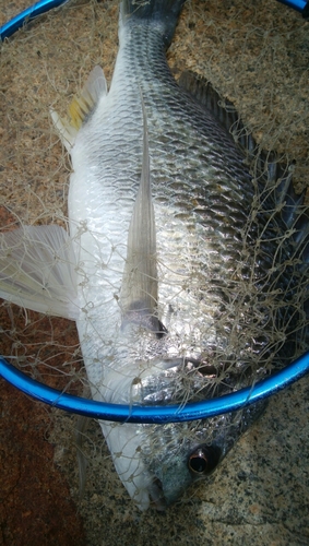 キビレの釣果