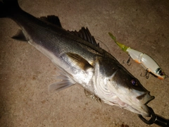 シーバスの釣果