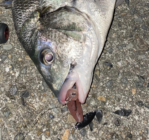 チヌの釣果