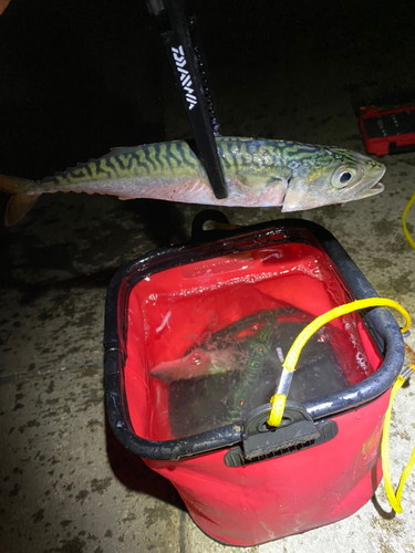 サバの釣果