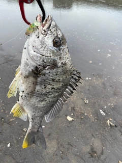 キビレの釣果