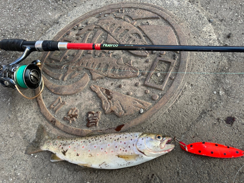 ブラウントラウトの釣果