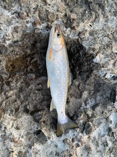 アメマスの釣果