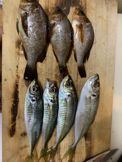 アジの釣果