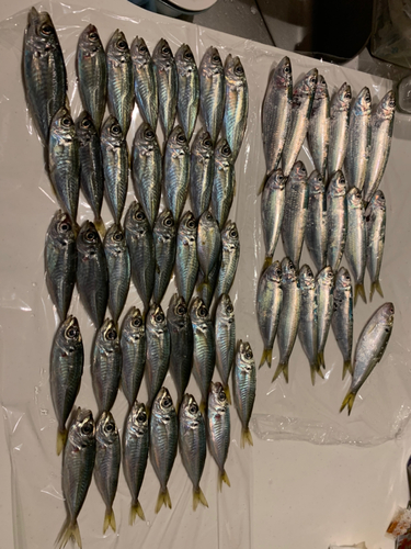 アジの釣果