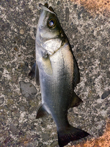 セイゴ（ヒラスズキ）の釣果