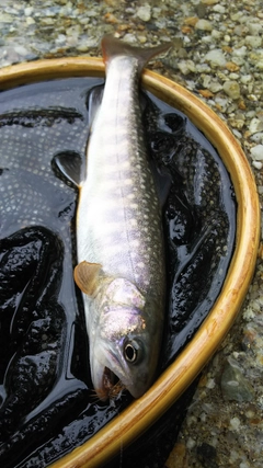 イワナの釣果