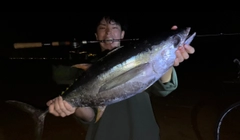 メバチマグロの釣果