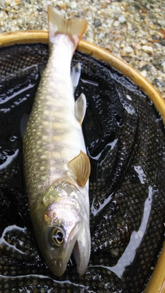 イワナの釣果