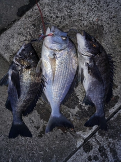 クロダイの釣果