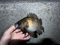 シロメバルの釣果