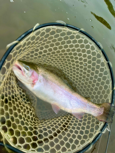 スチールヘッドの釣果